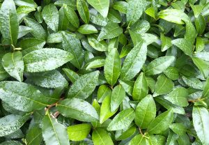 "Organic = Delicious" is wrong?